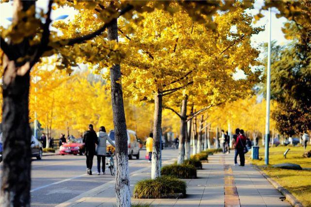 AG九游重庆大学王牌专业：最新最热值得关注！(图2)